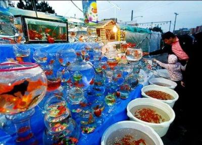 فروش ماهی قرمز نوروز ممنوع گردد