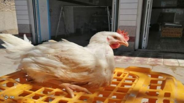 بازرسی از فروش مرغ زنده در مهاباد تشدید شد
