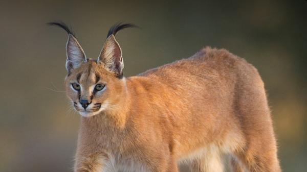 ثبت گربه کاراکال برای اولین بار در پارک صیدوا