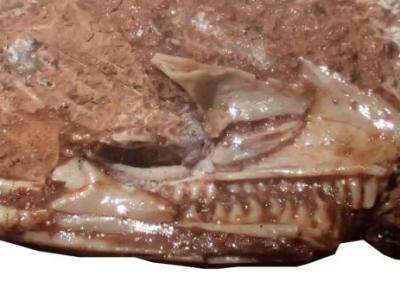 کشف شگفت انگیز فسیل یک قصاب کوچک ، عکس